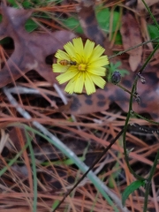 Hieracium megacephalon