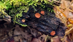 Scutellinia