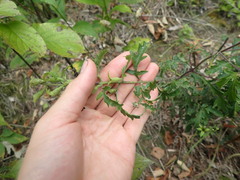 Aureolaria grandiflora