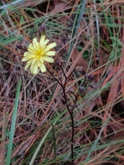 Hieracium megacephalon