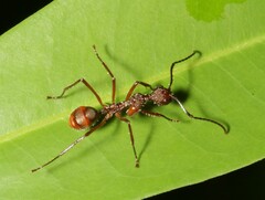 Dolichoderus attelaboides