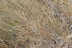 Ephedra aspera
