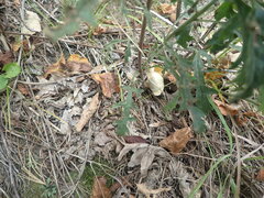 Aureolaria grandiflora