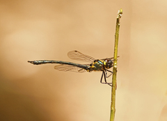 Micromidia atrifrons