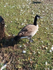 Branta canadensis