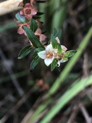 Ludwigia alata
