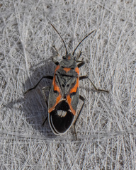 Lygaeus kalmii kalmii