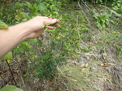 Aureolaria grandiflora