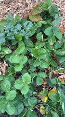 Fragaria × ananassa