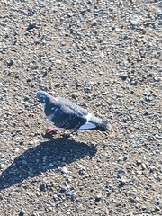 Columba livia domestica