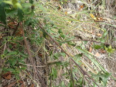 Aureolaria grandiflora
