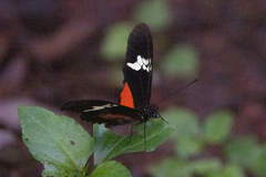 Heliconius hortense