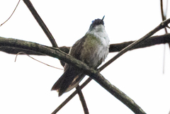 Saucerottia cyanocephala