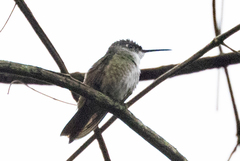 Saucerottia cyanocephala