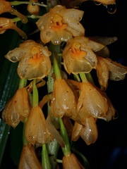 Calanthe aureiflora
