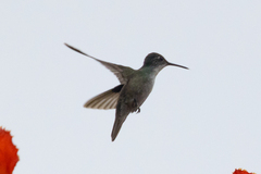 Saucerottia cyanocephala