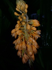 Calanthe aureiflora
