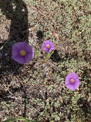 Ipomoea ternifolia leptotoma