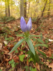 Gentiana saponaria