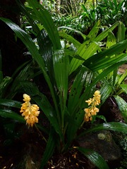 Calanthe aureiflora