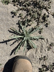 Baileya pauciradiata