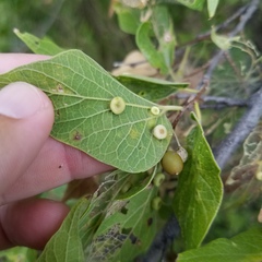 Pachypsylla