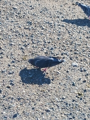 Columba livia domestica