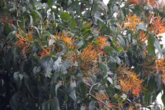 Psittacanthus schiedeanus