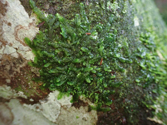 Marchantiophyta