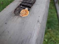 Crepidotus crocophyllus