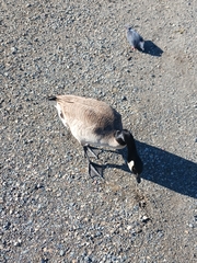 Branta canadensis