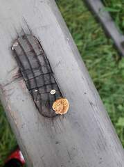 Crepidotus crocophyllus