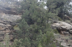 Pinus edulis