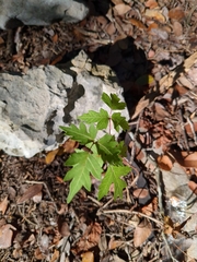 Toxicodendron pubescens