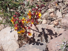 Erythrostemon angulatus