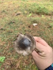 Amanita pachycolea