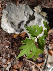 Toxicodendron pubescens