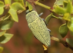 Gyascutus carolinensis