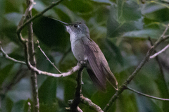 Saucerottia cyanocephala