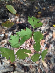 Toxicodendron pubescens
