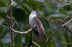 Saucerottia cyanocephala