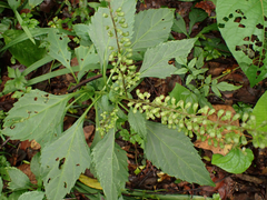 Ocimum carnosum