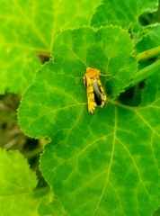 Chrysoecia dela
