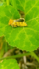 Chrysoecia dela