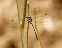 Micromidia atrifrons
