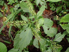 Ocimum carnosum