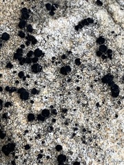 Porpidia crustulata