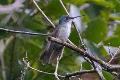 Saucerottia cyanocephala