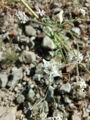 Florestina tripteris