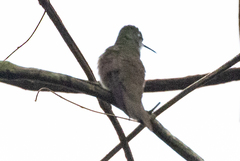 Saucerottia cyanocephala